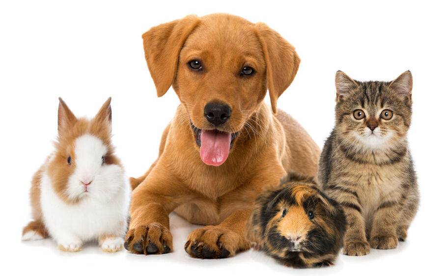 Keeping Pets Safe with Modern Home Security Tools